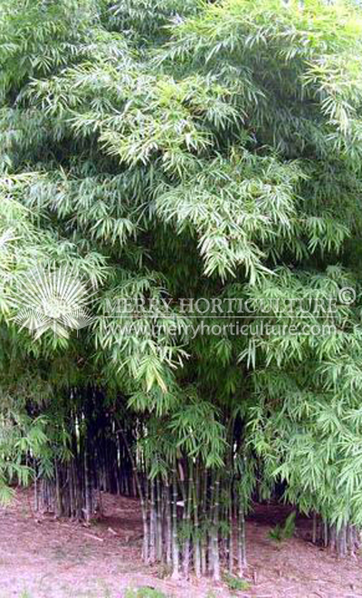 Phylostachys siamemsis (Bamboo stone)